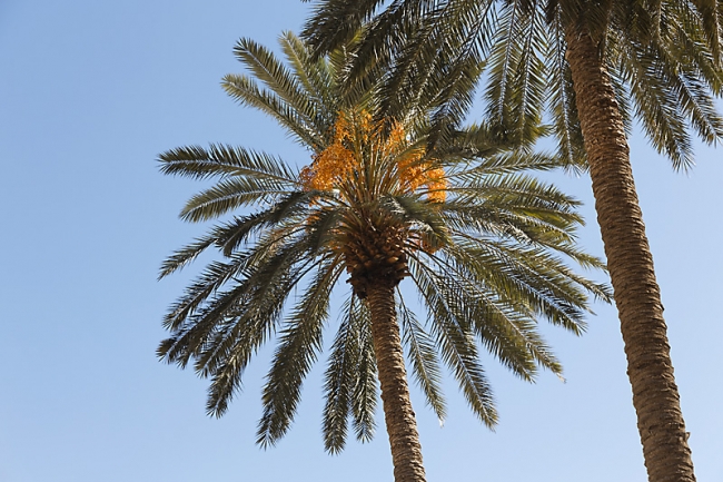 Chiraz-Naranjestan museum-036